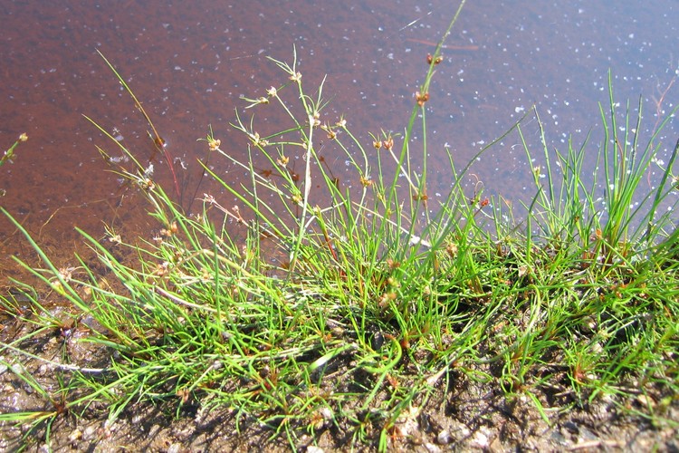 Juncus bulbosus